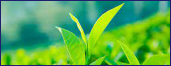 egcg- Ikaria Lean Belly Juice ingredients