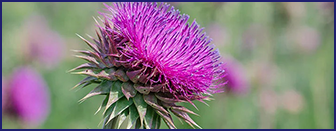 milk-thistle- Ikaria Lean Belly Juice ingredients