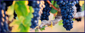 resveratrol- Ikaria Lean Belly Juice ingredients