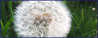 taraxacum- Ikaria Lean Belly Juice ingredients